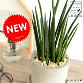 <br><br>���󥹥٥ꥢ �ʥߥ��ɡ� ������ ���������� ƫ��ȭ <br>�Х����ꥹ���ߥ��� ȭ���� ȭ �� ���� �ʤ� ���տ�ʪ <br>�� ���� ���졼 �ͤ��� �� �饦��� ����̵��