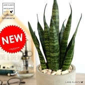 <br><br>���󥹥٥ꥢ�ʥǥ�����ƥ��� ������ ���������� ƫ��ȭ ������ <br>ȭ���� ȭ �� ���� �ʤ� ���տ�ʪ �ǥ�����ƥ� �ꥶ��ƥ��� �ǥ�����ƥ� <br>�� ���� ���졼 �ͤ��� �� �饦��� �ȥ�Υ� �פ��� ����̵��