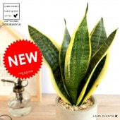 <br><br>���󥹥٥ꥢ �ʥ������ƥ��� ������ ���������� ƫ��ȭ��ŷ�����С�������������� <br>ȭ���� ȭ �� ���� �ʤ� ���տ�ʪ �������� �������ƥ��� <br>�� ���� ���졼 �ͤ��� �� �饦��� �ȥ�Υ� �פ��� ����̵��