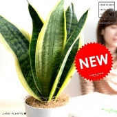 <br><br>�ڤ���� ���󥹥٥ꥢ�ʥ��������� �� �ץ饹���å�ȭ 4��ڥ����ե����С��� <br>ȭ���� ȭ �� ���� �ʤ� ���տ�ʪ �������ƥ� �������ƥ��� <br>�� �ۥ磻�� �ͤ��� �� �饦��� �ȥ�Υ� �פ���