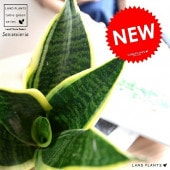 <br><br>�ڤ���� ���󥹥٥ꥢ�ʥ��������� �� �ץ饹���å�ȭ 4��ڥ����ե����С��� <br>ȭ���� ȭ �� ���� �ʤ� ���տ�ʪ �������ƥ� �������ƥ��� <br>�� �ۥ磻�� �ͤ��� �� �饦��� �ȥ�Υ� �פ���