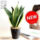 <br><br>�ڤ���� ���󥹥٥ꥢ�ʥ��������� ���� �ץ饹���å�ȭ 4��ڥ����ե����С���  <br>ȭ���� ȭ �� ���� �ʤ� ���տ�ʪ �������ƥ� �������ƥ��� <br>�� �֥�å� �ͤ��� �� �饦��� �ȥ�Υ� �פ���