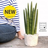 <br>���󥹥٥ꥢ�ʥ����å����� �� �⥹�ݥå� ���������� ƫ��ȭ��ŷ�����С� <br>���󥻥٥ꥢ ��奦���ĥ�� <br>ȭ���� ȭ �Ǿ� �ƥ饳�å� <br>�� �ۥ磻�� ����ƥ������ۥ磻�� �� �ݷ� <br>���տ�ʪ ��ʪ ����̵��