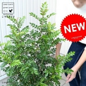 <br><br>���ޥȥͥꥳ ȭ���� �� ���饢���� 8�極���� ��Ω�� �ȥͥꥳ <br>�� ���� ȭ �� �ۥ磻�� �ץ饹���å� <br>�緿 �� �����䥷�ե����С� ���տ�ʪ