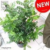 <br><br>���ޥȥͥꥳ ���� �ʳ�Ω���� ���� ��1.0�� ȭ���� �ȥͥꥳ 8�� <br>�� ȭ �� �֥�å� �ץ饹���å� <br>�緿 �� ���տ�ʪ ����