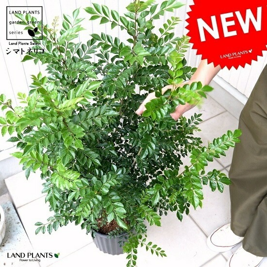 ♥大特価・特別販売特売・大量5本 ♥大絶賛中♥シマトネリコ苗木50～130㎝ 楽天市場】シマトネリコ 種の通販