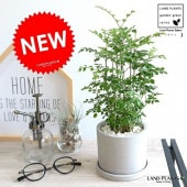 <br><br>���ޥȥͥꥳ ������ �������� ƫ��ȭ �罽���� <br>�ȥͥꥳ ���� �� ��ȥͥꥳ ������󥷥��� <br>ȭ���� ƫ�� ���󥯥�ݥå� �ݷ�  ���졼 ���� �� �ͥ��� �� ���� <br>���տ�ʪ �Х륳�˥��� ����̵��