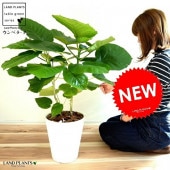 <br><br>����٥顼�� �ʳ�Ω���� 8�� ���饢���� �� <br>ȭ���� ���� ����Υ� ������� �ϡ��ȷ� <br>�� �ۥ磻�� �� ���տ�ʪ