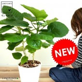 <br><br>����٥顼�� �ʳ�Ω���� 8�� ���饢���� �� <br>ȭ���� ���� ����Υ� ������� �ϡ��ȷ� <br>�� �ۥ磻�� �� ���տ�ʪ