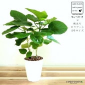 <br><br>����٥顼�� �ʳ�Ω���� 8�� ���饢���� �� <br>ȭ���� ���� ����Υ� ������� �ϡ��ȷ� <br>�� �ۥ磻�� �� ���տ�ʪ