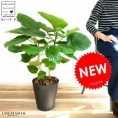 <br><br>����٥顼�� �ʳ�Ω���� 8�� ���� ���饢���� <br>ȭ���� ���� ����Υ� ������� �ϡ��ȷ� <br>�� �֥�å� �� ���տ�ʪ