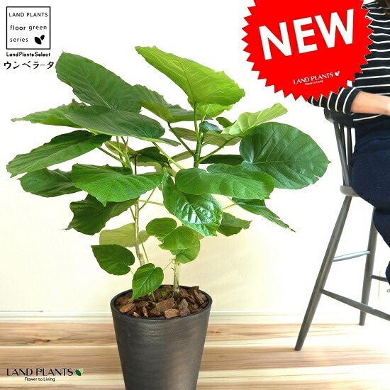 観葉植物 ウンベラータ 楽天市場】観葉植物 フィカス・ウンベラータ6号鉢|高さ約60～75cm