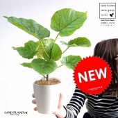 <br><br>�ڤ���� ����٥顼�� 4�� �� �ץ饹���å�ȭ <br>(��) ��奵���� ȭ���� ȭ �� ���� ���տ�ʪ <br>�� �ۥ磻�� ��