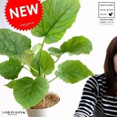 <br><br>����٥顼�� 4�� �� �ץ饹���å�ȭ <br>(��) ��奵���� ȭ���� ȭ �� ���� ���տ�ʪ <br>�� �ۥ磻�� ��