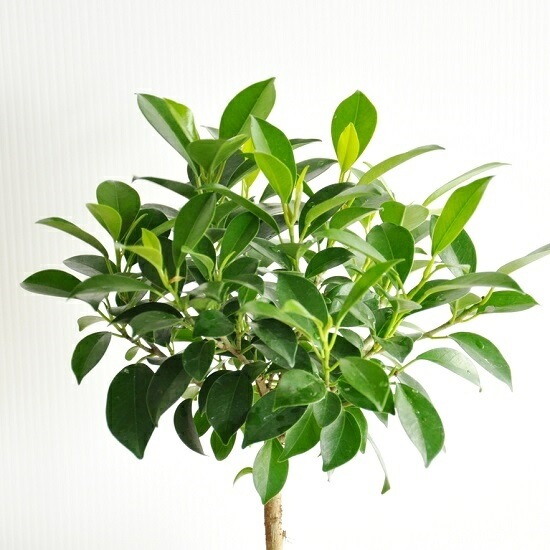 <br><br>�ڴ����� �ե������ʥʥʡ� �� �ݷ� ƫ��ȭ <br>�ȥԥ��꡼��Ω�� ����������ɻ�Ω�� �ܡ��� �٥󥸥�ߥ� <br>�٥󥸥�ߥ󡡥ʥ� �٥󥸥�ߥ� �ե������ʥ� ���� ������� nana ����Υ� ���տ�ʪ ����̵��