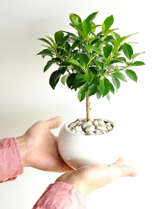 <br><br>�ڴ����� �ե������ʥʥʡ� �� �ݷ� ƫ��ȭ <br>�ȥԥ��꡼��Ω�� ����������ɻ�Ω�� �ܡ��� �٥󥸥�ߥ� <br>�٥󥸥�ߥ󡡥ʥ� �٥󥸥�ߥ� �ե������ʥ� ���� ������� nana ����Υ� ���տ�ʪ ����̵��