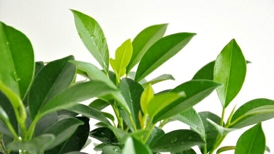 <br><br>�ڴ����� �ե������ʥʥʡ� �� �ݷ� ƫ��ȭ <br>�ȥԥ��꡼��Ω�� ����������ɻ�Ω�� �ܡ��� �٥󥸥�ߥ� <br>�٥󥸥�ߥ󡡥ʥ� �٥󥸥�ߥ� �ե������ʥ� ���� ������� nana ����Υ� ���տ�ʪ ����̵��