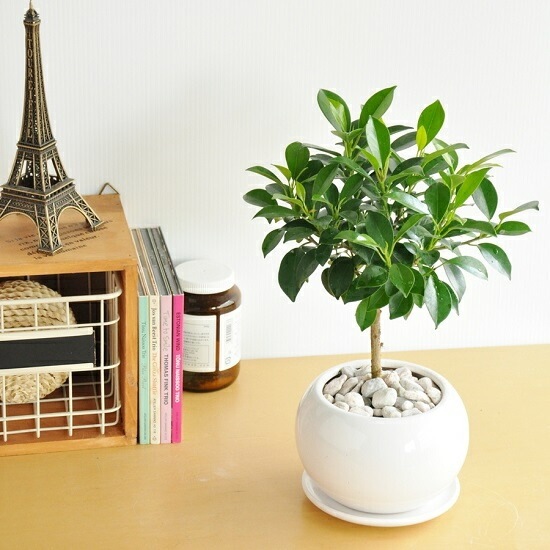 <br><br>�ڴ����� �ե������ʥʥʡ� �� �ݷ� ƫ��ȭ <br>�ȥԥ��꡼��Ω�� ����������ɻ�Ω�� �ܡ��� �٥󥸥�ߥ� <br>�٥󥸥�ߥ󡡥ʥ� �٥󥸥�ߥ� �ե������ʥ� ���� ������� nana ����Υ� ���տ�ʪ ����̵��