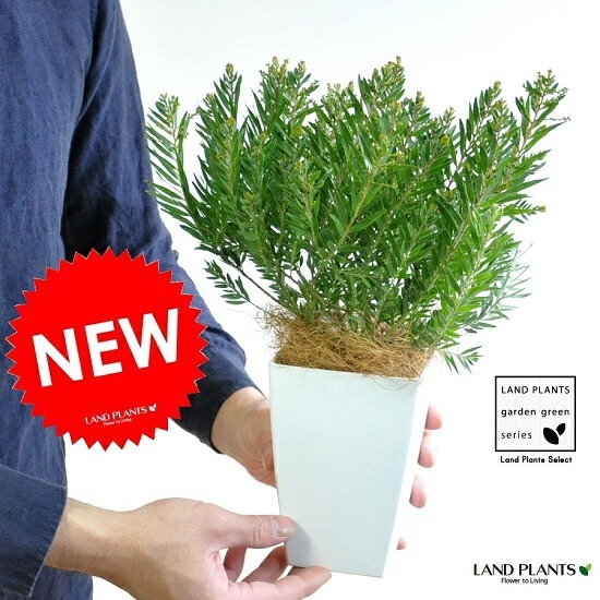 <br><br>�ڴ����ۥ��������ʥƥ쥵�ˣ��桡�������������ƥ쥵<br>�����β� �ϥʥ������� ȭ���� ���ե�������<br>�ơ��֥�ߥ⥶ �ߥ⥶���������������������� ���տ�ʪ