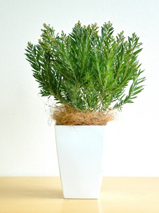 <br><br>�ڴ����ۥ��������ʥƥ쥵�ˣ��桡�������������ƥ쥵<br>�����β� �ϥʥ������� ȭ���� ���ե�������<br>�ơ��֥�ߥ⥶ �ߥ⥶���������������������� ���տ�ʪ