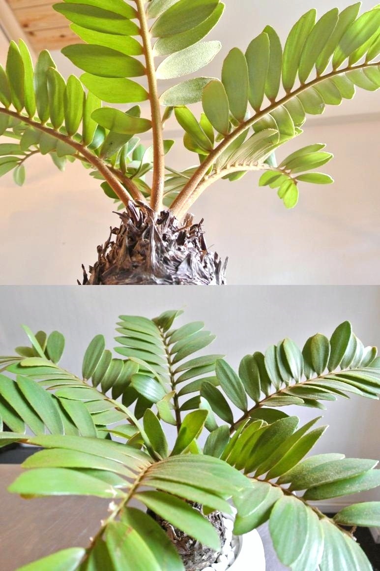 観葉植物 】 【SALE】 白色デザイン陶器鉢に植えた ザミア・プミラ
