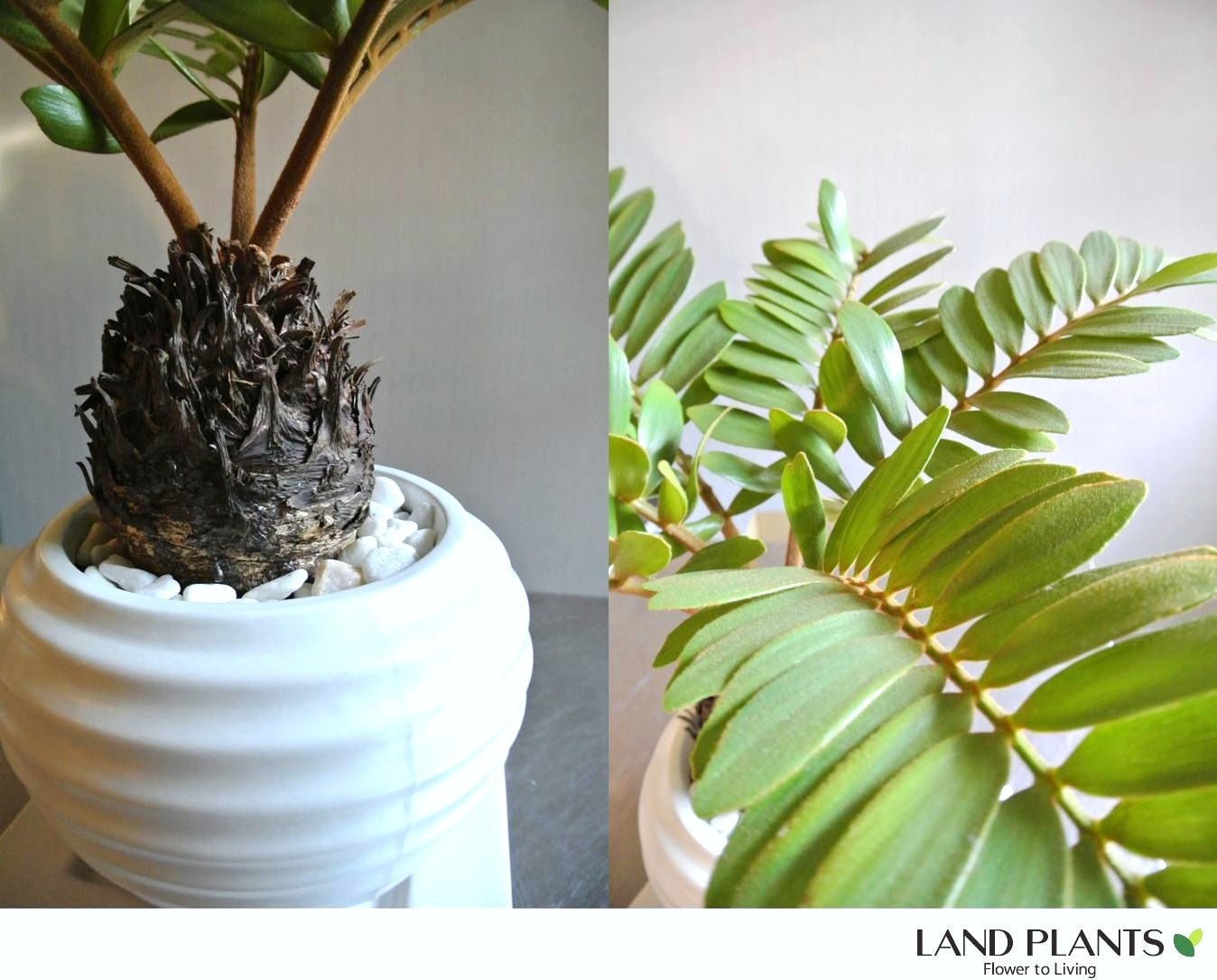 観葉植物 】 【SALE】 白色デザイン陶器鉢に植えた ザミア・プミラ