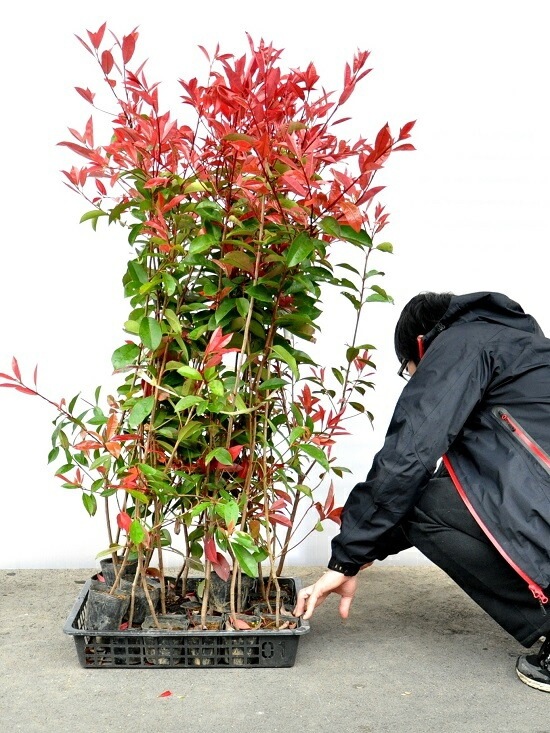 アカメ　ベニカナモメチ　レッドロビン　植木　庭木　ガーデニング　◇即購入×◇ 楽天市場】【お試し】 レッドロビン苗（1本） 3.5号 高さ100cm前後