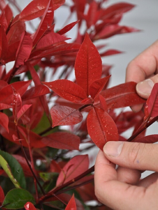 アカメ　ベニカナモメチ　レッドロビン　植木　庭木　ガーデニング　◇即購入×◇ Amazon.co.jp: 苗/苗木 【20本セット】 レッドロビン 樹高0.4m前後