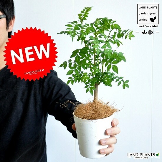 br><br>【お試し】 山椒（サンショウ） 4号 白色 プラスチック鉢 <br
