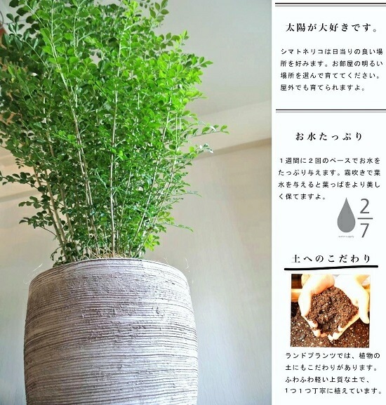 <br><br>���ޥȥͥꥳ �ǥ�������ɤ� �ƥ饳�å� ȭ���� �ʲ��ʡ� <br>��Ω�� �Ǿ� ƫ��ȭ ȭ �㿧 �� ������ �١����� <br>�� ���� �緿 8�� ���տ�ʪ