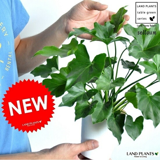 K■フィロデンドロン・セローム/ヒトデカズラ/高さ85cm/葉38cm 観葉植物 フィロデンドロン 8号 セローム ヒトデカズラ 根あがり 竹