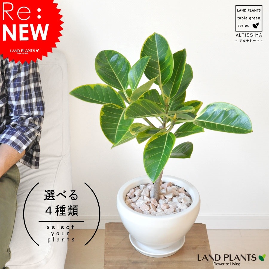 <br><br>����ƥ����� �� �������� �饦��� ƫ��ȭ <br>����ƥ��� �ե����� ������� �ե��ꥴ�� ������ <br>ȭ���� ȭ ��ȭ �� �ۥ磻�� �� ���տ�ʪ ����̵��<br>ʪ
