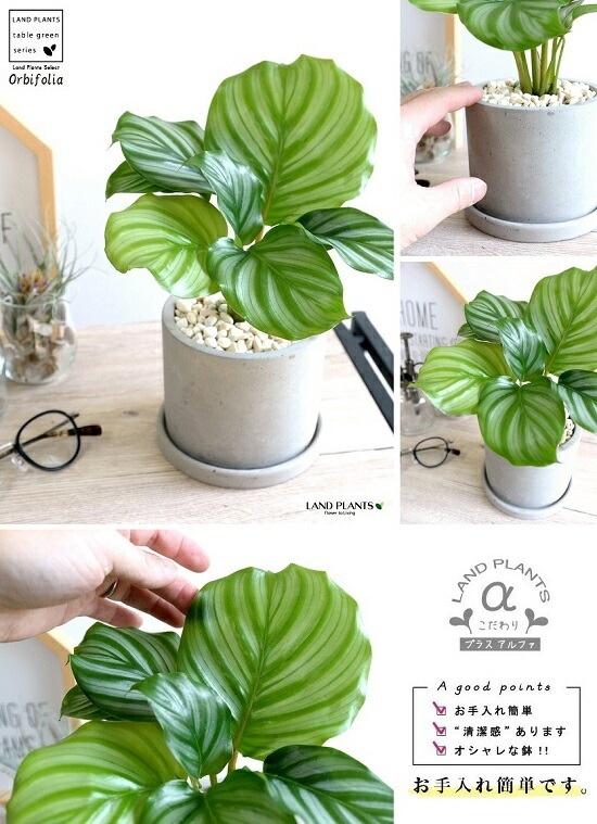 <br><br>����ƥ��ʥ���ӥե��ꥢ�� ������ ���������� <br>ƫ��ȭ ȭ���� ȭ �� ���� ���տ�ʪ ����̵�� <br>���� �� ���졼 �ͤ��� �� �饦��� ����ӥե����ꥢ