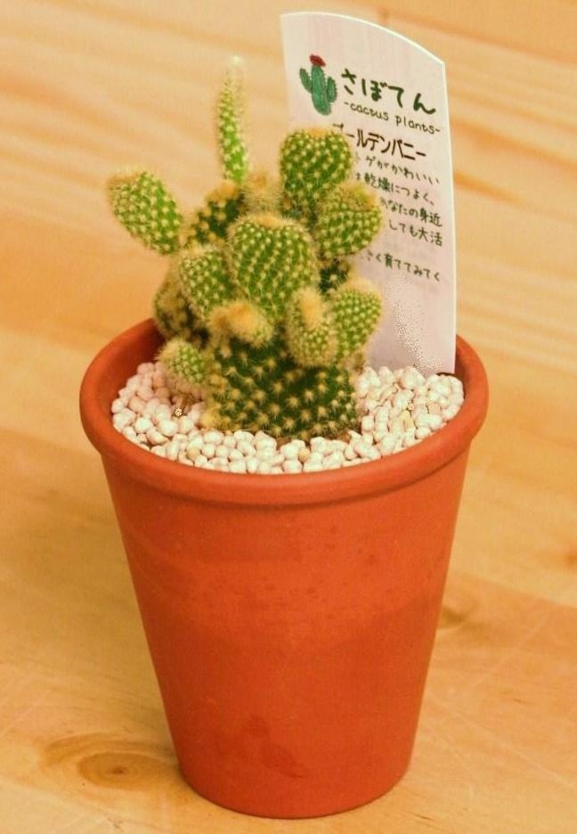 観葉植物 】 テラコッタに植えた 可愛いサボテン ゴールデンバニー