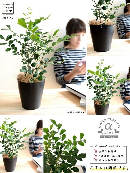 <br><br>�ڤ���� ���륯���㥹�ߥ� ���� �ץ饹���å�ȭ 4�� <br>���å��� ���㥹�ߥ� ��� ����󥸥��㥹�ߥ� ���̥ĥ� ������ƥ��å��С��� ���¥�� <br>�� �֥�å� ȭ���� ���졼 ���տ�ʪ