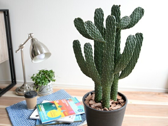 特大株❗️ウチワサボテン　ベレン　 直径35センチ以上❗️ 特大株❗️ウチワサボテンベレン 直径35センチ以上❗️