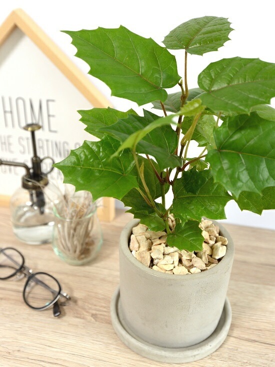 <br><br>���󥬥롼�����ӡ� ������ ���������� ƫ��ȭ <br>���졼�ץ����ӡ� ȭ���� ���� ���� �� �ʤ� ���տ�ʪ ����̵�� <br>�� ���� ���졼 �ͥ��� �� �饦��� �ܡ���