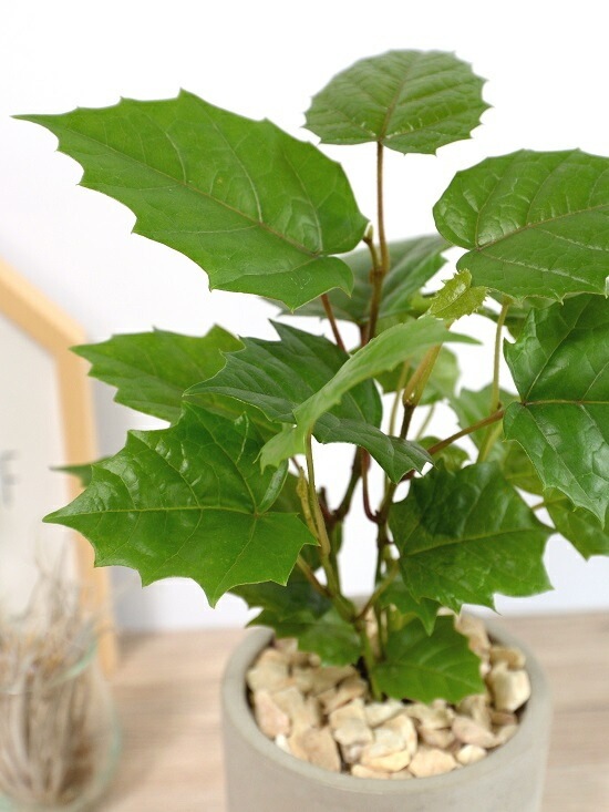 <br><br>���󥬥롼�����ӡ� ������ ���������� ƫ��ȭ <br>���졼�ץ����ӡ� ȭ���� ���� ���� �� �ʤ� ���տ�ʪ ����̵�� <br>�� ���� ���졼 �ͥ��� �� �饦��� �ܡ���