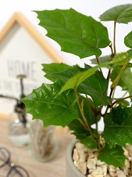 <br><br>���󥬥롼�����ӡ� ������ ���������� ƫ��ȭ <br>���졼�ץ����ӡ� ȭ���� ���� ���� �� �ʤ� ���տ�ʪ ����̵�� <br>�� ���� ���졼 �ͥ��� �� �饦��� �ܡ���