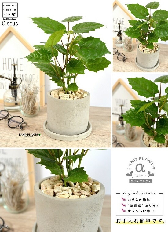 <br><br>���󥬥롼�����ӡ� ������ ���������� ƫ��ȭ <br>���졼�ץ����ӡ� ȭ���� ���� ���� �� �ʤ� ���տ�ʪ ����̵�� <br>�� ���� ���졼 �ͥ��� �� �饦��� �ܡ���