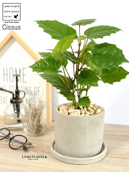 <br><br>���󥬥롼�����ӡ� ������ ���������� ƫ��ȭ <br>���졼�ץ����ӡ� ȭ���� ���� ���� �� �ʤ� ���տ�ʪ ����̵�� <br>�� ���� ���졼 �ͥ��� �� �饦��� �ܡ���