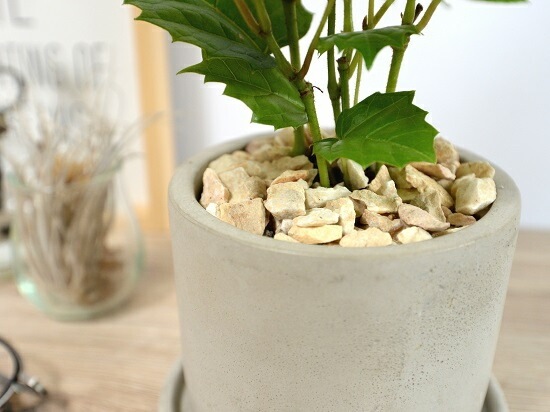 <br><br>���󥬥롼�����ӡ� ������ ���������� ƫ��ȭ <br>���졼�ץ����ӡ� ȭ���� ���� ���� �� �ʤ� ���տ�ʪ ����̵�� <br>�� ���� ���졼 �ͥ��� �� �饦��� �ܡ���