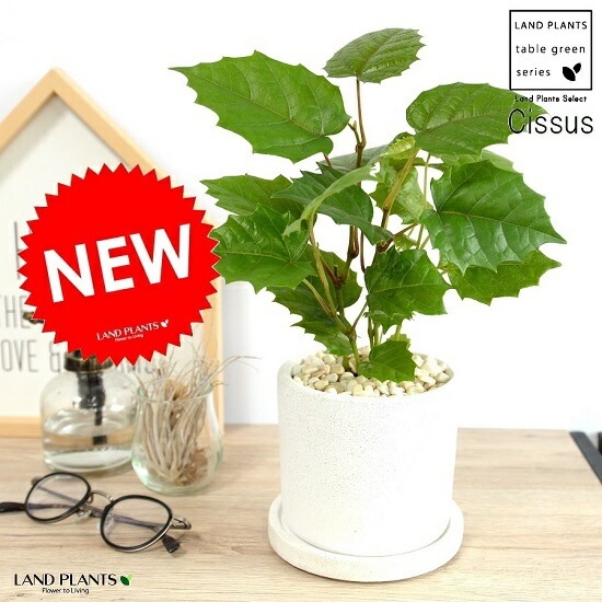 <br><br>���󥬥롼�����ӡ� �� ���������� ƫ��ȭ <br>���졼�ץ����ӡ� ȭ���� ���� ���� �� �ʤ� ���տ�ʪ ����̵�� <br>�� �ۥ磻�� �� �饦��� �ܡ���