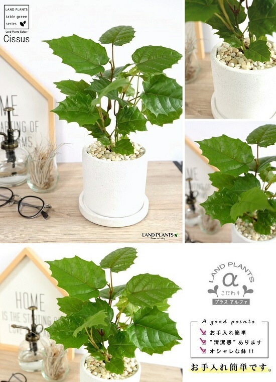 <br><br>���󥬥롼�����ӡ� �� ���������� ƫ��ȭ <br>���졼�ץ����ӡ� ȭ���� ���� ���� �� �ʤ� ���տ�ʪ ����̵�� <br>�� �ۥ磻�� �� �饦��� �ܡ���