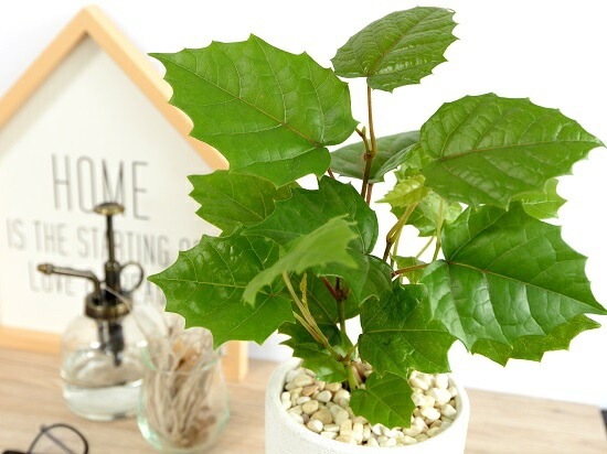 <br><br>���󥬥롼�����ӡ� �� ���������� ƫ��ȭ <br>���졼�ץ����ӡ� ȭ���� ���� ���� �� �ʤ� ���տ�ʪ ����̵�� <br>�� �ۥ磻�� �� �饦��� �ܡ���