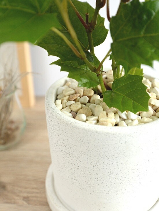 <br><br>���󥬥롼�����ӡ� �� ���������� ƫ��ȭ <br>���졼�ץ����ӡ� ȭ���� ���� ���� �� �ʤ� ���տ�ʪ ����̵�� <br>�� �ۥ磻�� �� �饦��� �ܡ���