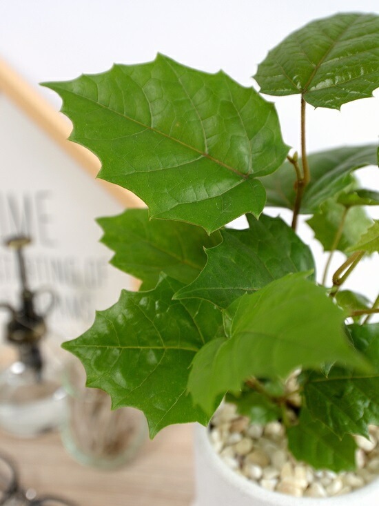 <br><br>���󥬥롼�����ӡ� �� ���������� ƫ��ȭ <br>���졼�ץ����ӡ� ȭ���� ���� ���� �� �ʤ� ���տ�ʪ ����̵�� <br>�� �ۥ磻�� �� �饦��� �ܡ���