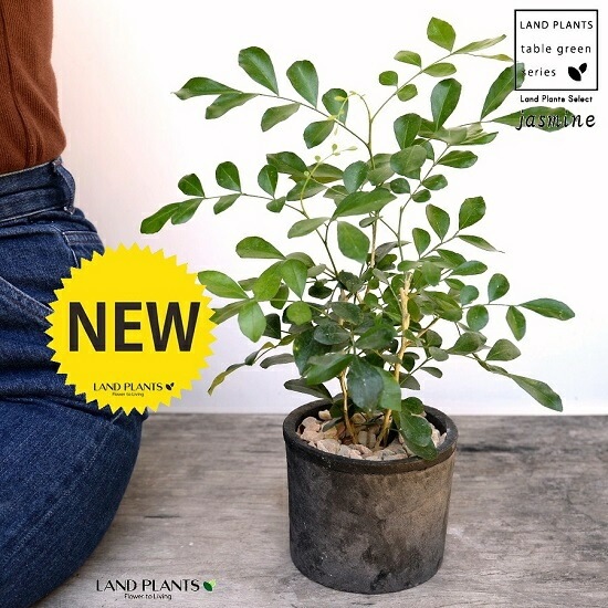 <br>���륯���㥹�ߥ�ʥ��å��ġ� ���� �⥹�ݥå� ���������� ƫ��ȭ��ŷ�����С� <br>���㥹�ߥ� ����󥸥��㥹�ߥ� ��Τ�� ��Τ�� ��Τ�� ɱ��Τ�� <br> ȭ���� ȭ �Ǿ� �ƥ饳�å� <br>�� �֥�å� �� �ݷ� <br>����̵��