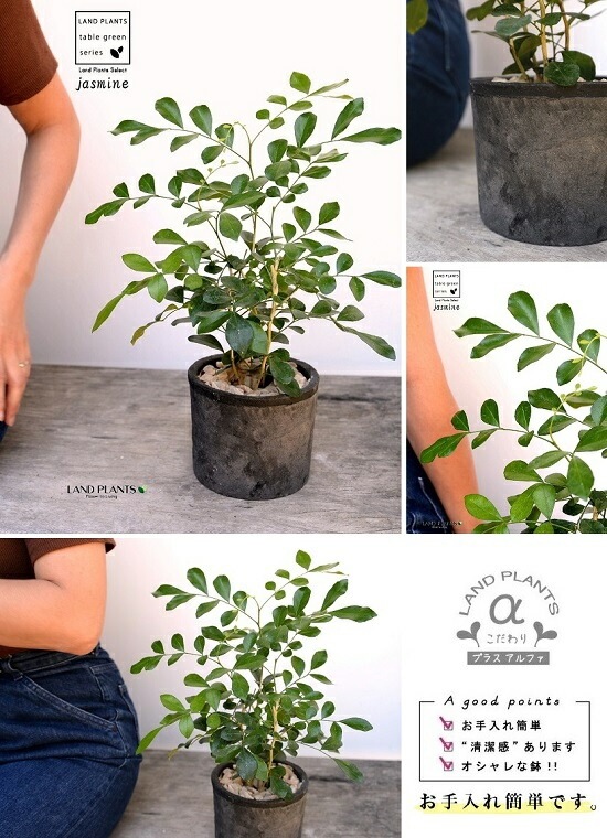 <br>���륯���㥹�ߥ�ʥ��å��ġ� ���� �⥹�ݥå� ���������� ƫ��ȭ��ŷ�����С� <br>���㥹�ߥ� ����󥸥��㥹�ߥ� ��Τ�� ��Τ�� ��Τ�� ɱ��Τ�� <br> ȭ���� ȭ �Ǿ� �ƥ饳�å� <br>�� �֥�å� �� �ݷ� <br>����̵��