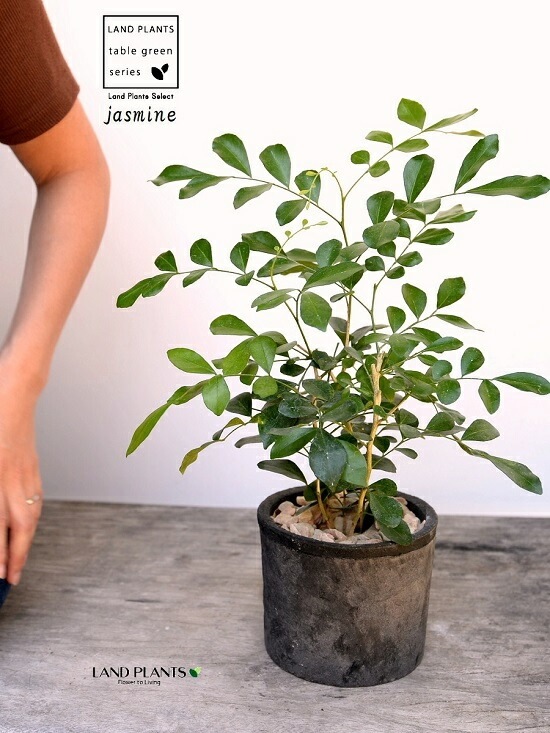 <br>���륯���㥹�ߥ�ʥ��å��ġ� ���� �⥹�ݥå� ���������� ƫ��ȭ��ŷ�����С� <br>���㥹�ߥ� ����󥸥��㥹�ߥ� ��Τ�� ��Τ�� ��Τ�� ɱ��Τ�� <br> ȭ���� ȭ �Ǿ� �ƥ饳�å� <br>�� �֥�å� �� �ݷ� <br>����̵��